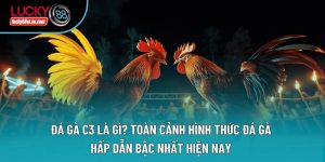 Đá Gà C3 Là Gì? Toàn Cảnh Hình Thức Đá Gà Hấp Dẫn Bậc Nhất Hiện Nay