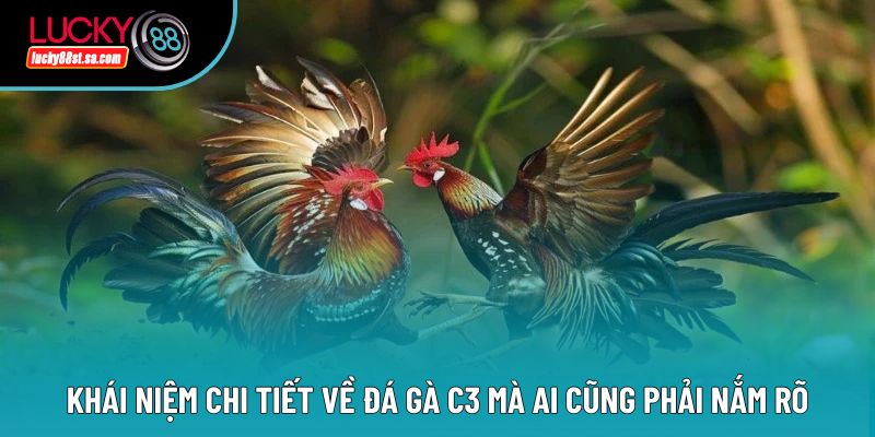 Khái niệm chi tiết về đá gà c3 mà ai cũng phải nắm rõ Khái niệm chi tiết về đá gà c3 mà ai cũng phải nắm rõ