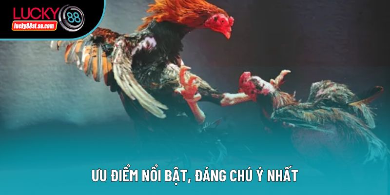 Ưu điểm nổi bật, đáng chú ý nhất